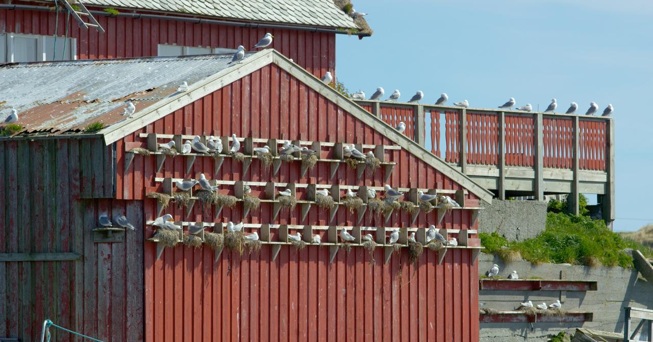 Hotel Fiskarheimen Havly, Røst Exteriér fotografie